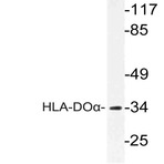 HLA-DO(alpha) (V111) pAb