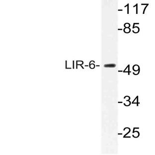 LIR-6 (F83) pAb