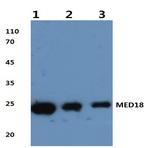 MED18 (V102) pAb