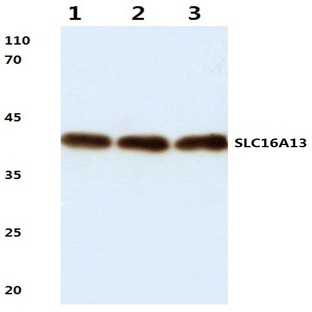 SLC16A13 (L423) pAb