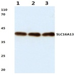 SLC16A13 (L423) pAb