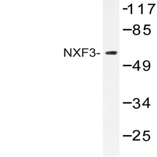 NXF3 (N104) pAb