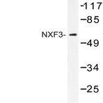 NXF3 (N104) pAb