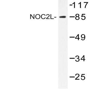 NOC2L (I634) pAb