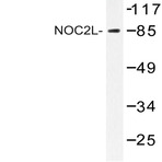 NOC2L (I634) pAb