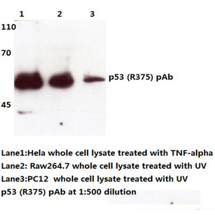 p53 (R375) pAb