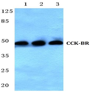 CCK-BR (L54) pAb