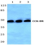 CCK-BR (L54) pAb