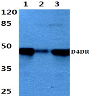 D4DR (L396) pAb