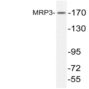 MRP3 (L1010) pAb