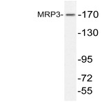 MRP3 (L1010) pAb