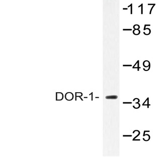 DOR-1 (F345) pAb