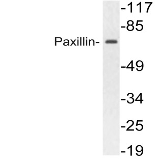 Paxillin (Q82) pAb