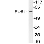 Paxillin (Q82) pAb