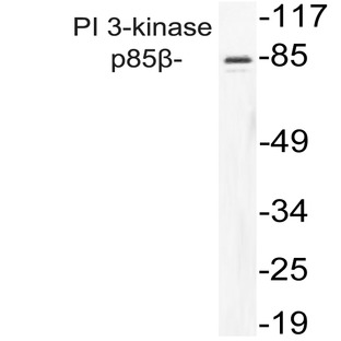 PI3K p85(beta) (R458) pAb