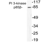 PI3K p85(beta) (R458) pAb