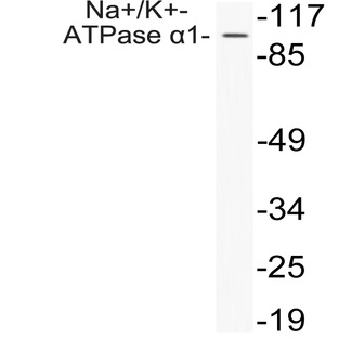 Na+/K+-ATPase (alpha)1 (A254) pAb