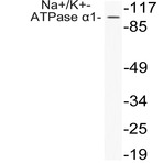 Na+/K+-ATPase (alpha)1 (A254) pAb