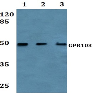 GPR103 (I310) pAb