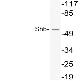 Shb (V240) pAb