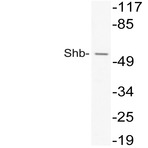 Shb (V240) pAb