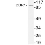 DDR1 (R798) pAb