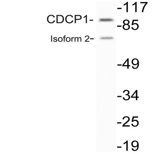 CD318 / CDCP1 (K701) pAb