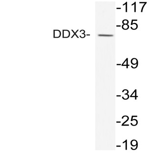 DDX3 (S63) pAb