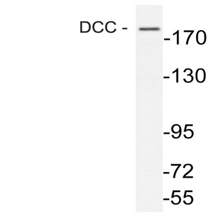 DCC (F465) pAb 