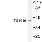 TG1019 (R251) pAb