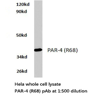 PAR4 (R68) pAb