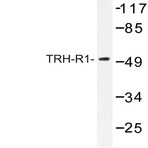 TRH-R1 (W234) pAb