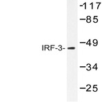 IRF-3 (V391) pAb