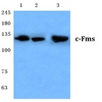 c-Fms (Q718) pAb