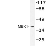 MEK1 (P293) pAb