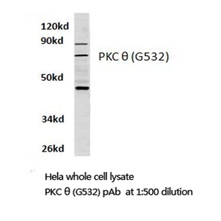 PKC 0 (G532) pAb