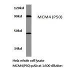 MCM4 (P50) pAb