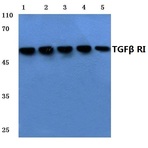 TGF(beta) RI (E161) pAb