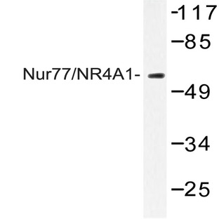 Nur77/NR4A1 (G347) pAb