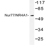 Nur77/NR4A1 (G347) pAb