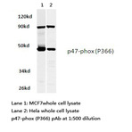 p47-phox (P366) pAb