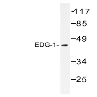 EDG-1 (S232) pAb