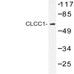 CLCC1 (D429) pAb