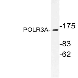 POLR3A (P68) pAb