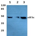 eIF3E (V116) pAb