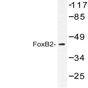 FoxB2 (Q285) pAb