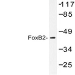 FoxB2 (Q285) pAb