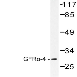 GFR(alpha)-4 (P178) pAb