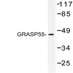 GRASP55 (L215) pAb