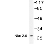 Nkx-2.6 (R133) pAb